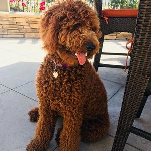 Meet your Posher, Julie